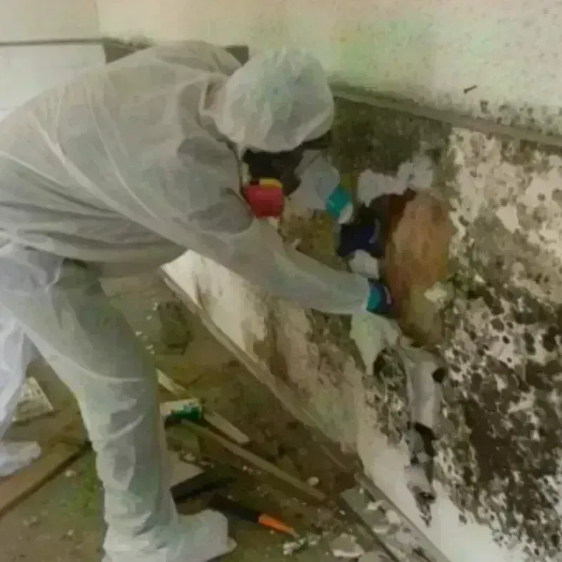 Mold Remediation and Removal in Mecosta County, MI